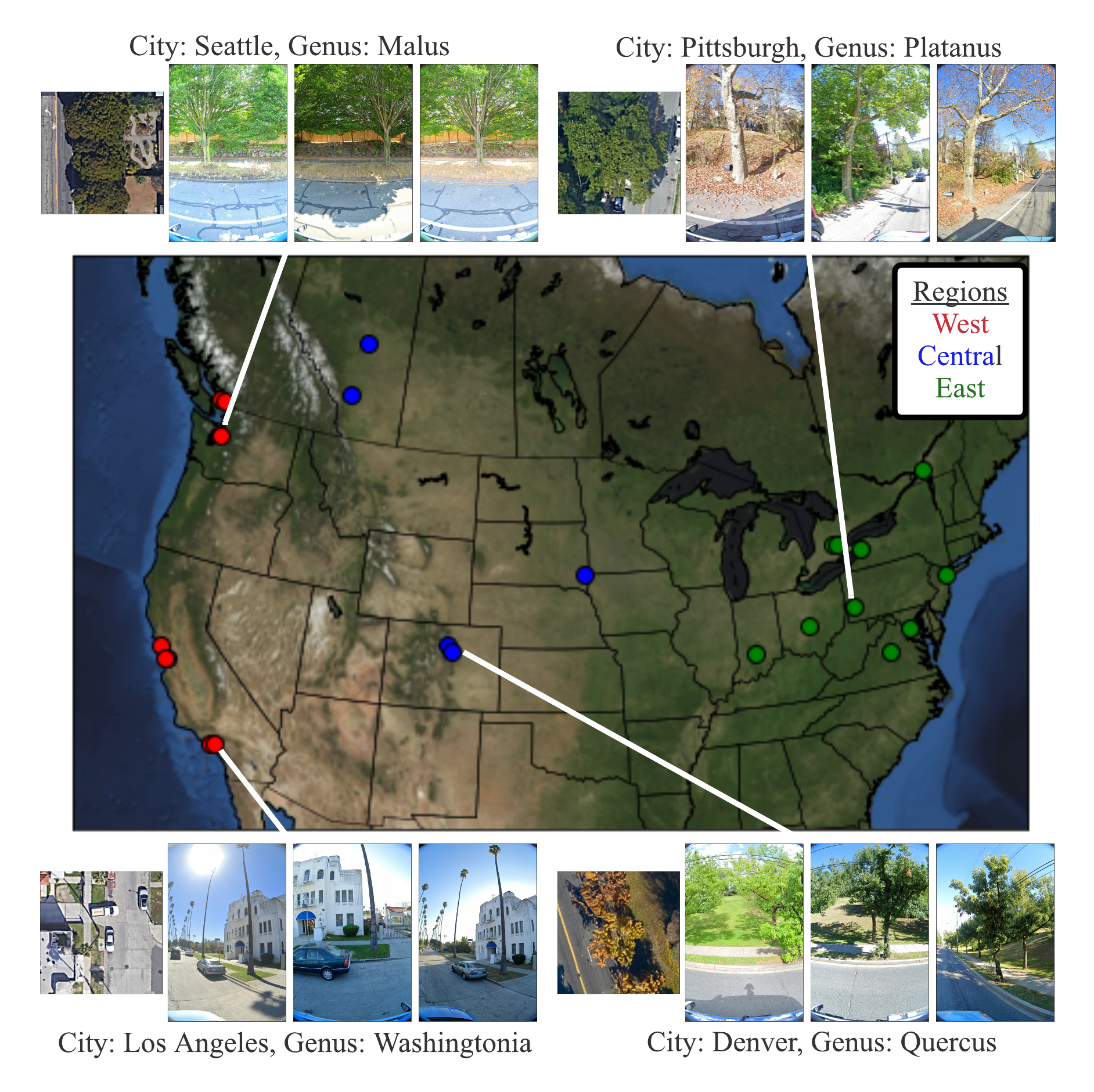 Overview of Auto Arborist Dataset