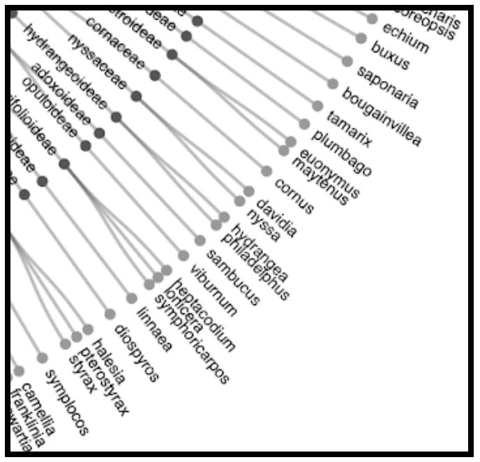 taxonomy zoomed in