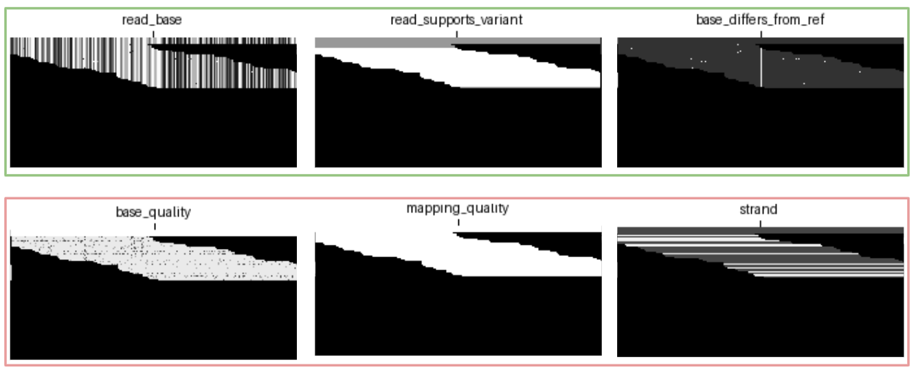 Figure 11: All channel encodings of a homozygous SNP