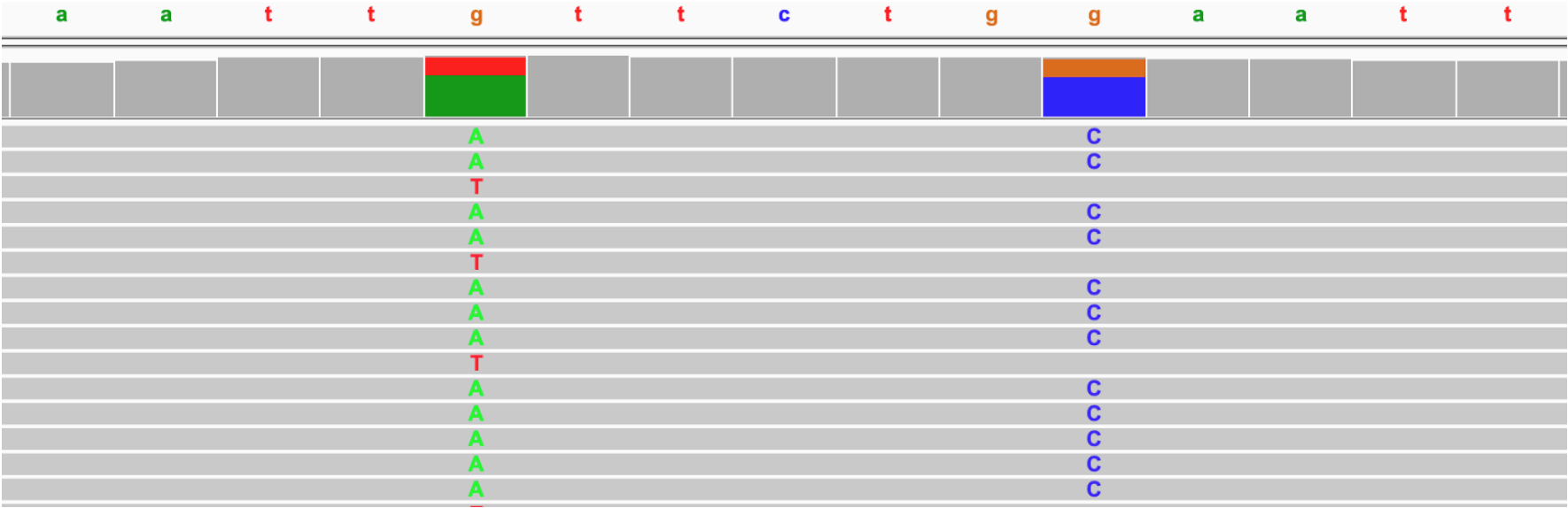 Figure 7: A snapshot of an IGV alignment showing two possible SNPs